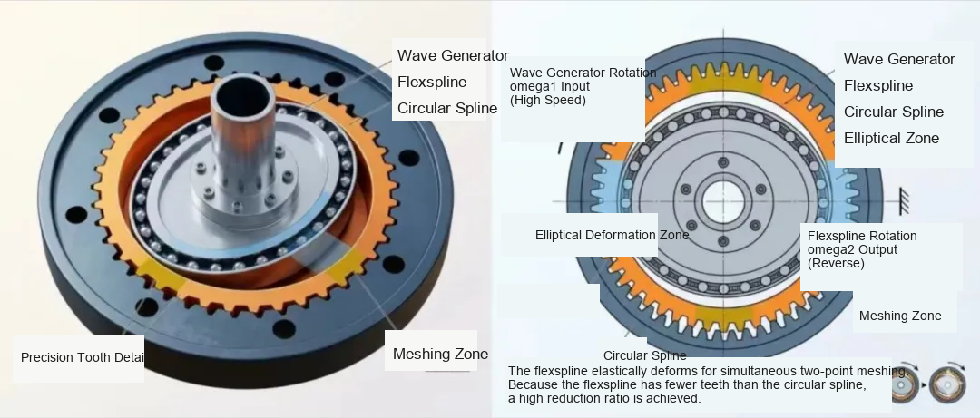Diagram showing the internal structure and working principle of a harmonic reducer, including the wave generator, flexspline, circular spline, meshing zone and elastic deformation used in precision humanoid robot rotary joints.